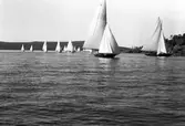 Gävle Segelsällskap. År 1925. Norrlandsregattan i Sundsvallsfjärden, bl.a. runt Alnön.