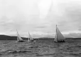 Gävle Segelsällskap. År 1925. Norrlandsregattan i Sundsvallsfjärden, bl.a. runt Alnön.