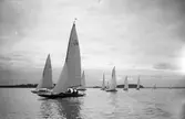 Gävle Segelsällskap. Norrlandsregattan.  År 1928.  Gefle Segelsällskap stod som arrangör för Norrlandsregattan.