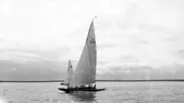 Gävle Segelsällskap. Norrlandsregattan.  År 1928.  Gefle Segelsällskap stod som arrangör för Norrlandsregattan.