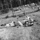 Picnic i gröngräset
