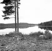 Kvinna med hund vid sjön
