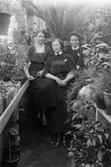 Okända kvinnor i växthusmiljö i Lenninge på 1910-talet.