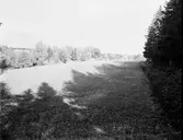 Gården Tomtnäs till höger
I bakgrunden Lexe församlingshems bagarstuga
Kor på ängen
