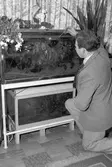 Akvarium. Reportage hos herr Arnemark. 6 augusti 1949.
