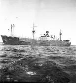 Gävle hamn, invasion av fartyg. Augusti 1950.



