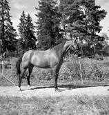 Häst. Fru Eva Broden. Augusti 1950.



