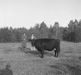Hushållningssälskapet reportage från Ulfsparres gård i
Kungsgården med bl.a nye landshövdingen som gäst.  21 september 1950.


