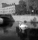 Konsum Alfa, svan i Gavleån, Persil reklam. 10 oktober 1950.

