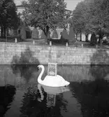 Konsum Alfa, svan i Gavleån, Persil reklam. 10 oktober 1950.
