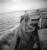 Claesro (Klasro) lägergård på Norrlandet. September 1950.


