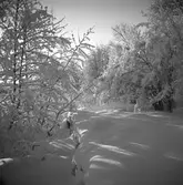 Bengt Müller direktörsassistent på Gefle Ångväveri. Ute vid villa Sjötorp, Norrlandet. För tackkort. 28 februari 1950.
