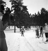 Fettisdagstävlingarna, skolungdomens skidtävlingar. 13 februari 1951.
