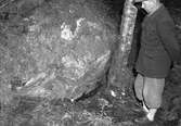 Mordaffär i Hyttön, Älvkarleby. Kvinna från Finland, bragts om livet i skogen. 8 maj 1951.

