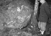 Mordaffär i Hyttön, Älvkarleby. Kvinna från Finland, bragts om livet i skogen. 8 maj 1951.

