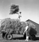 Conny Söderström operasångare, skördearbete hemma i Valbo. Juli 1951.