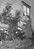 Fröken Sällström ansar sina blommor. Augusti 1952
