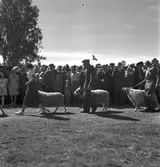 Hållnäs Lantbruksutställning. Uppland den 6 augusti 1949