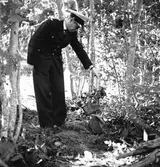 Tågolycka vid Forsbacka station den 16 juli 1950