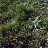 Gräsmattan vid Gävle Vagnverkstad



.

