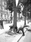 Män som fäller träd med såg. Augusti 1940. 