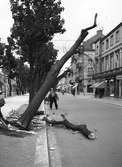 Män som fäller träd med såg. Augusti 1940. 