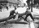 Män som  kapar träd med såg. Augusti 1940. 