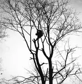 Trädbeskärning. Februari 1939. Reportage för Norrlandsposten







