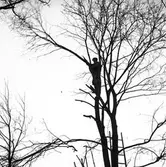 Trädbeskärning. Februari 1939. Reportage för Norrlandsposten







