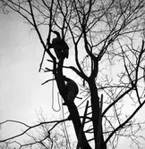 Trädbeskärning. Februari 1939. Reportage för Norrlandsposten






