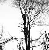 Trädbeskärning. Februari 1939. Reportage för Norrlandsposten







