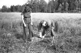 Linskörd. Reportage för Gefle Dagblad, den 18 Augusti 1943.