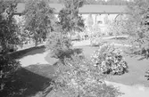 Adolf Ahlgrens trädgård. Den 27 maj 1943

