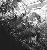 Blommor som ska till Stadsträdgården. April 1944





