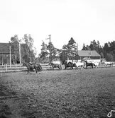 Godsägare Allan Söderhjelm. Oktober 1945





