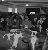 Slakthuset, Valbo. Demonstration. November 1945






