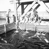 Simkurs vid Korsnäsverken. Juli 1939. Reportage för Arbetarbladet

