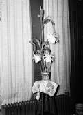 Epiphyllum kaktus. Reportage för Gefle Dagblad i juli 1939.