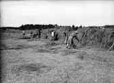 Höslåtter på gården Jon-Jons i Trödje den 13 juli 1939. Gården ägdes av systrarna Stina och Karin Jonsson. Reportage för Norrlandsposten.