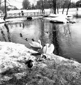 Reportage för Gefle Posten. Stadsträdgården. Oktober 1937


