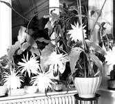 Epiphyllum, kaktus, tillhörande Fru Karin Hedvall