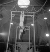 Furuviksparken invigdes pingstdagen 1936.

Akrobatik på högsta nivå









