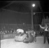 Furuviksparken invigdes pingstdagen 1936.

Hunden hoppar över kamelen









