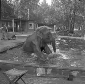 Furuviksparken invigdes pingstdagen 1936.
Nöjesfältet, badplatsen Sandvik och djurparken gjordes iordning.

Taku tar sig ett dopp







