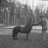 Furuviksparken invigdes pingstdagen 1936.

Nöjesfältet, badplatsen Sandvik och djurparken gjordes i ordning.

Ponny med sin skötare

