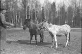 Furuviksparken invigdes pingstdagen 1936.

Nöjesfältet, badplatsen Sandvik och djurparken gjordes i ordning.

Två ponnies med sin skötare

