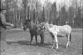 Furuviksparken invigdes pingstdagen 1936.

Nöjesfältet, badplatsen Sandvik och djurparken gjordes i ordning.

Två ponnies med sin skötare

