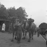 Furuviksparken invigdes pingstdagen 1936.

Nöjesfältet, badplatsen Sandvik och djurparken gjordes i ordning.

Kameler och djurskötare
