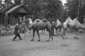 Furuviksparken invigdes pingstdagen 1936.

Nöjesfältet, badplatsen Sandvik och djurparken gjordes i ordning.

Kameler och djurskötare i parken
