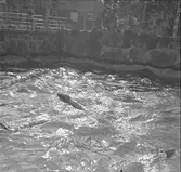 Furuviksparken invigdes 1936

1950 var ett år då Furuviksparken investerade kraftigt. Massor av djur köptes in.
Säldammen














